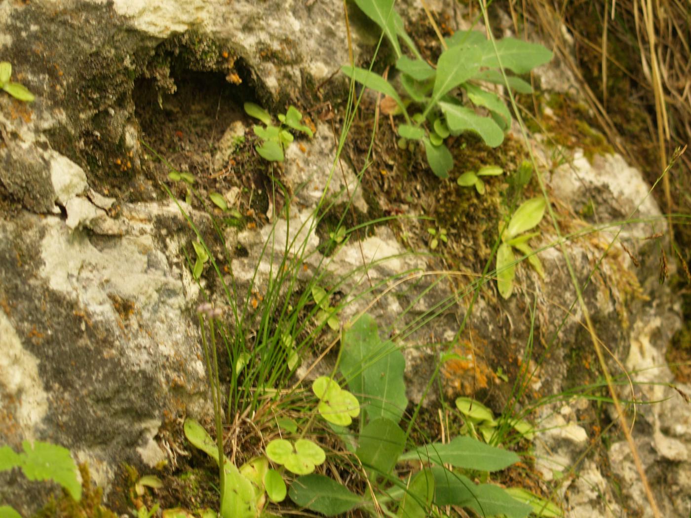 Sedge, Short-spiked plant